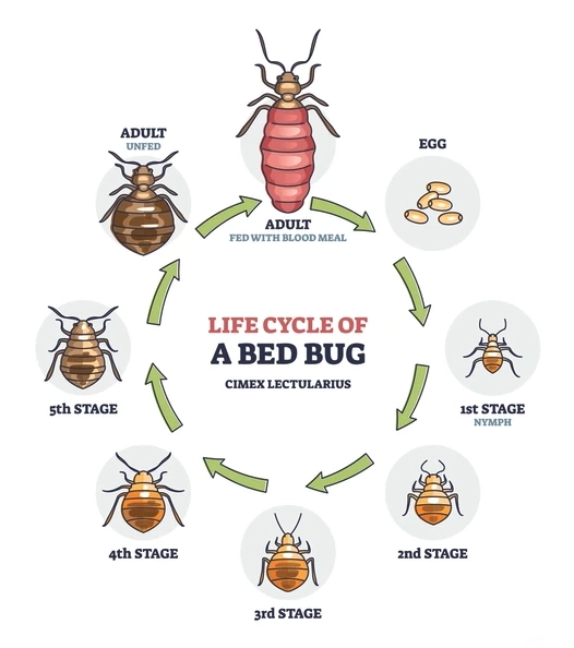 Life cycle of a bed bug (Cimex lectularius), showing eggs, first
through fifth stage nymphs, unfed adult and blood-fed adult