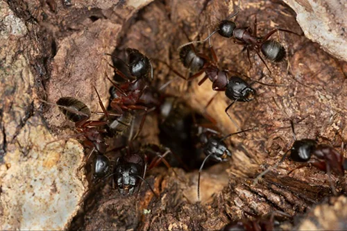 Carpenter ant frass piles showing wood shavings