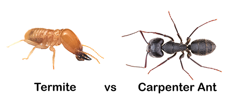 Carpenter ant vs Termite close up photo